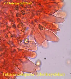 Tubaria conspersa  (cheilocystides)