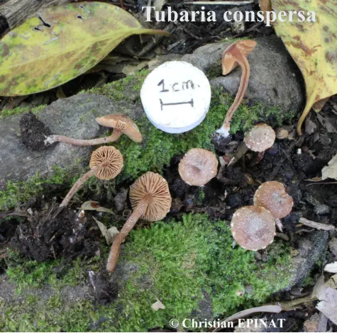 Tubaria conspersa 