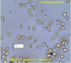 Tubaria conspersa (spores)