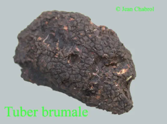 Tuber brumale récoltée sur la commune de Corbès (30)