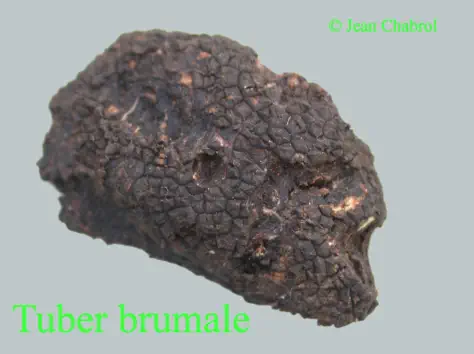 Tuber brumale récoltée sur la commune de Corbès (30)
