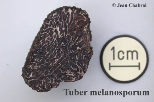 Tuber melanosporumrécoltée sur la commune de Corbès (30)