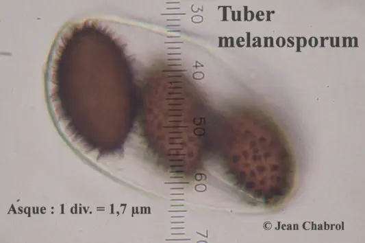 Tuber melanosporumrécoltée sur la commune de Corbès (30)