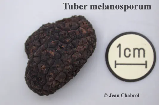 Tuber melanosporumrécoltée sur la commune de Corbès (30)
