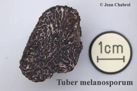 Tuber melanosporumrécoltée sur la commune de Corbès (30)