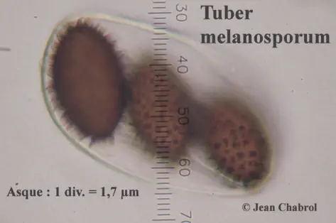 Tuber melanosporumrécoltée sur la commune de Corbès (30)