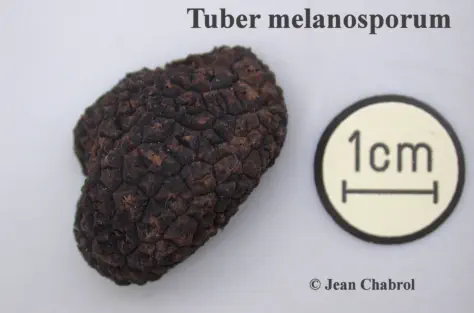 Tuber melanosporumrécoltée sur la commune de Corbès (30)