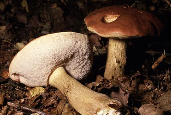 Tylopilus felleus (bolet amer)