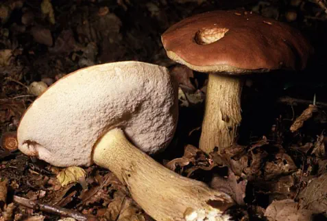 Tylopilus felleus (bolet amer)