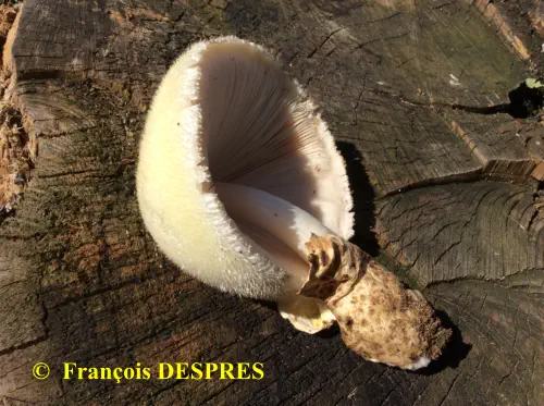 Volvariella bombycina récoltée sous une souche à la gare SNCF d'Alès (30)