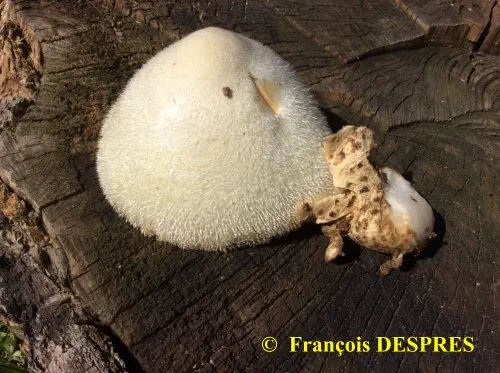 Volvariella bombycina récoltée sous une souche à la gare SNCF d'Alès (30)