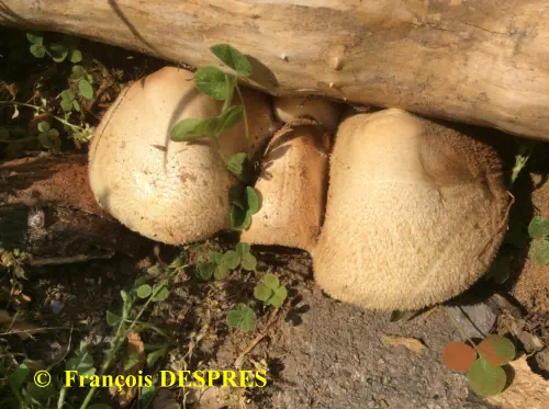 Volvariella bombycina récoltée sous une souche à la gare SNCF d'Alès (30)
