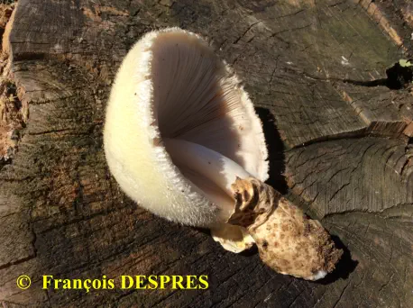Volvariella bombycina récoltée sous une souche à la gare SNCF d'Alès (30)