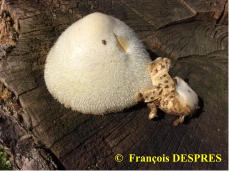 Volvariella bombycina récoltée sous une souche à la gare SNCF d'Alès (30)