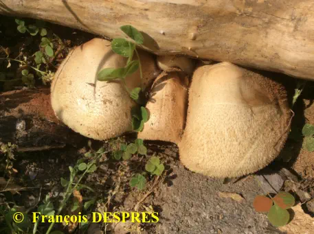 Volvariella bombycina récoltée sous une souche à la gare SNCF d'Alès (30)