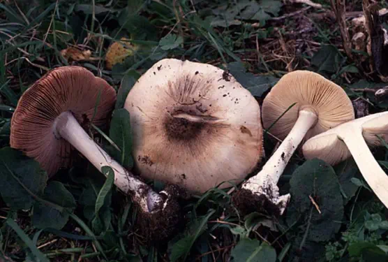 Volvopluteus gloiocephalus (volvaire visqueuse)