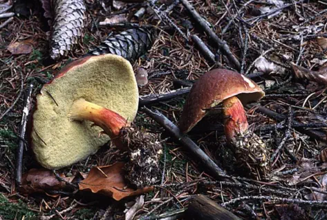 Xerocomellus chrysenteron