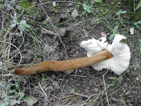 Xerula pudens / Oudemansiella pudens